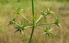 Damasonium minus