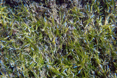 Amphibolis griffithii