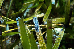 Amphibolis griffithii