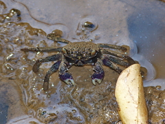 Episesarma versicolor