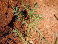 Indigofera linnaei