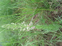 Brachycorythis pubescens