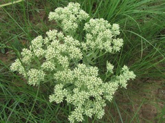 Helichrysum spiralepis