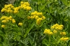 Tansy-leaved Rocket - Photo (c) AnneTanne, some rights reserved (CC BY-NC)