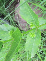 Vangueria venosa