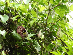 Aristolochia littoralis