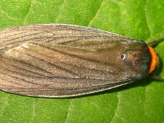 Macrobrochis staudingeri