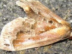 Lophomilia polybapta