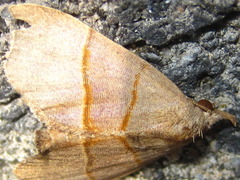 Gonepatica opalina