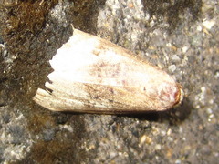 Bryophilina mollicula