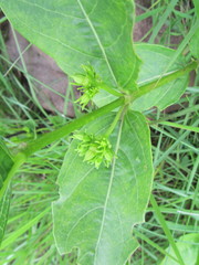 Vangueria venosa