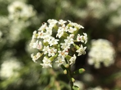 Platysace