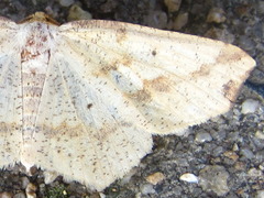 Pareclipsis gracilis