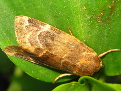 Cosmia camptostigma