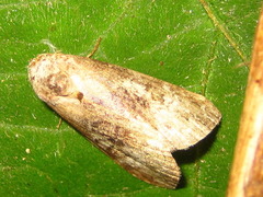 Bryophilina mollicula
