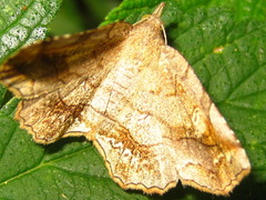 Pangrapta flavomacula