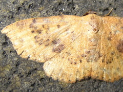 Hyposada brunnea