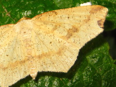 Pareclipsis gracilis