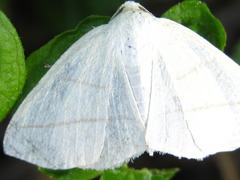 Parabapta clarissa