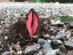 Hydnora abyssinica