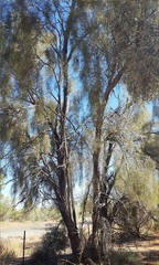 Acacia estrophiolata