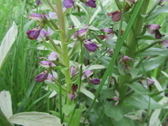 Brachycorythis ovata ovata