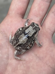 Breviceps