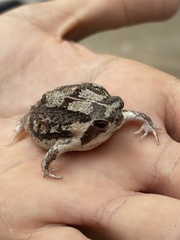 Breviceps