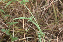 Convolvulus graminetinus