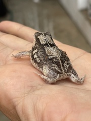 Breviceps