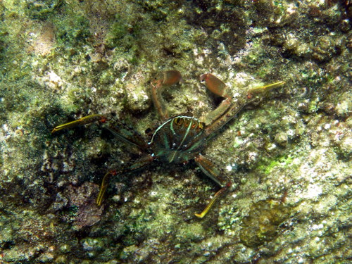 Flat Rock Crab (Percnon planissimum)