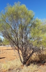 Acacia aneura