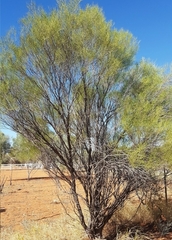 Acacia aneura