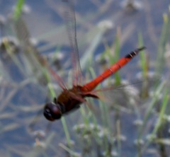 Tramea transmarina euryale