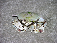 Matuta victor