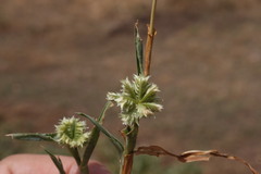 Dactyloctenium radulans