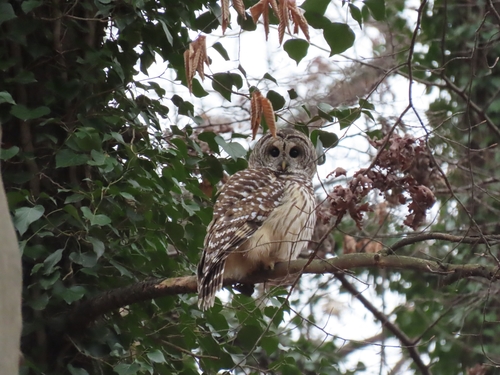 Barred Owl photographed in Maryland