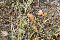 Dactyloctenium radulans