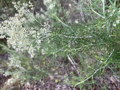 Cassinia laevis