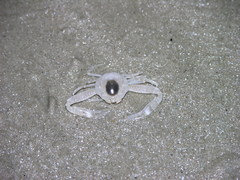 Ryphila cancellus