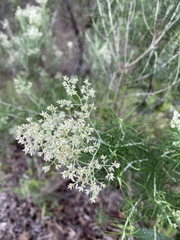 Cassinia laevis