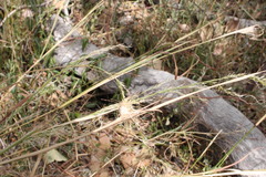 Austrostipa ramosissima