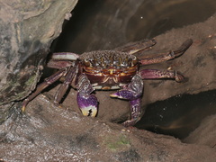 Episesarma versicolor