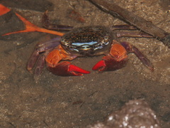 Parasesarma eumolpe