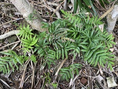 Pteris minor