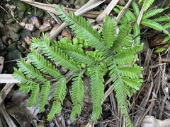 Pteris minor