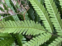 Pteris minor