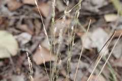 Digitaria brownii