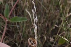 Digitaria brownii