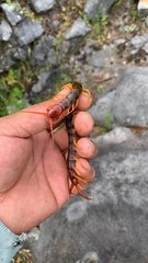 Scolopendra multidens